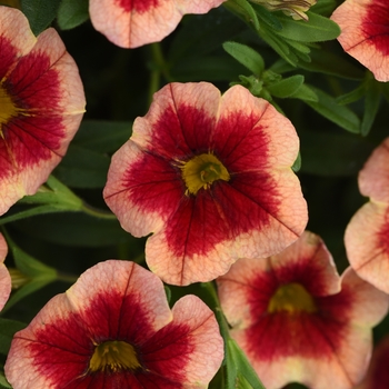 Calibrachoa 'Apricot Strike' 