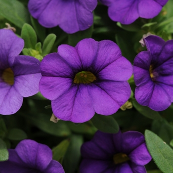 Calibrachoa 'Blue' 