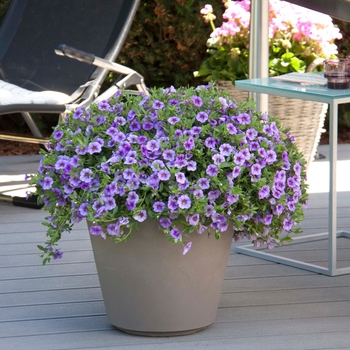 Calibrachoa 'Pink' 