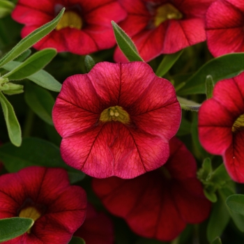 Calibrachoa 'Cherry Red' 