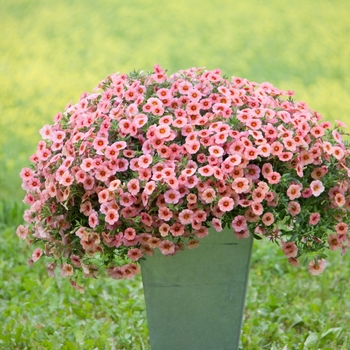 Calibrachoa MiniFamous® Neo 'Coral+Red Eye'