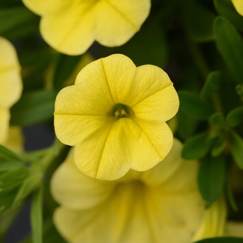 Calibrachoa 'Deep Yellow' 