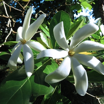 Gardenia taitensis