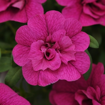 Calibrachoa 'Double Purple' 