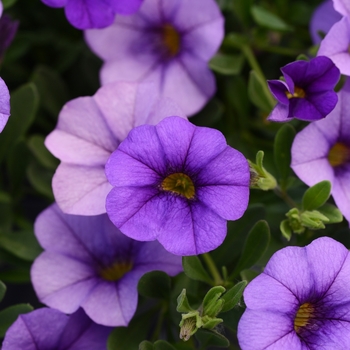 Calibrachoa 'Lavender Blue' 