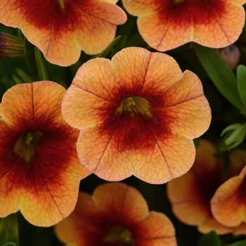 Calibrachoa 'Orange+Red Eye' 