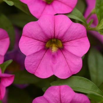 Calibrachoa 'Pink' 