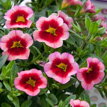 Calibrachoa 'Pink Strike' 