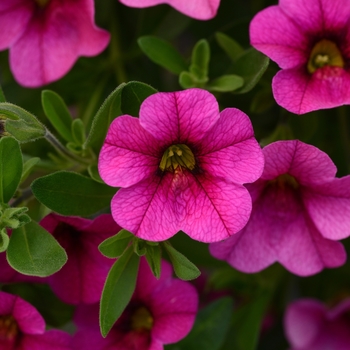 Calibrachoa 'Rose' 