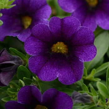 Calibrachoa 'Royal Blue 17' 