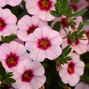 Calibrachoa 'Salmon Pink+Eye' 