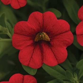 Calibrachoa 'Vampire' 