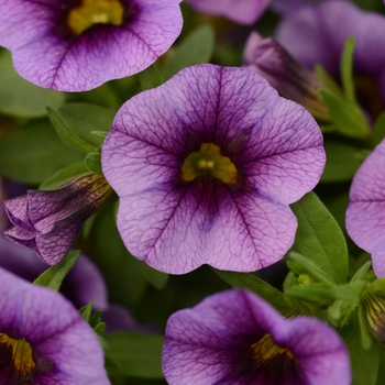 Calibrachoa 'Violet + Eye' 