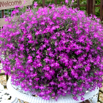 Lobelia erinus 'Purple' 