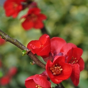 Chaenomeles japonica 'Utamaro' 