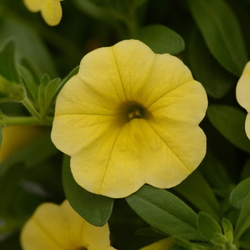 Calibrachoa 'Yellow' 