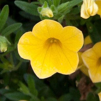Calibrachoa 'Pure Yellow' 