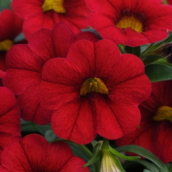 Calibrachoa 'Vampire' 