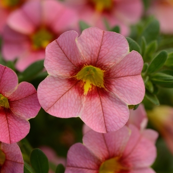 Calibrachoa 'Uno Apricot Star' 