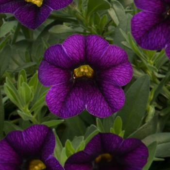 Calibrachoa MiniFamous® 'Uno Blue'