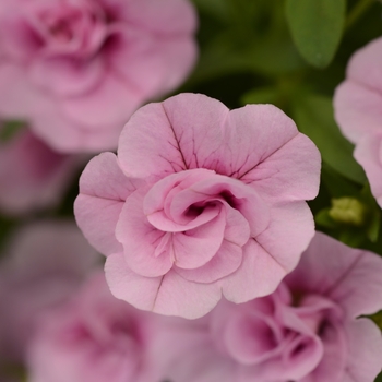 Calibrachoa 'Uno Double Light Pink' 