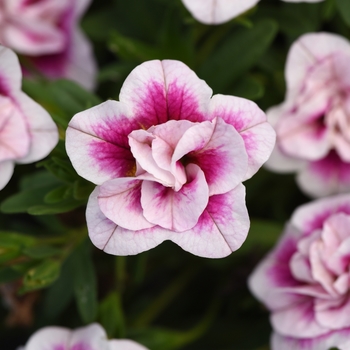 Calibrachoa 'Uno Double Pinktastic' 