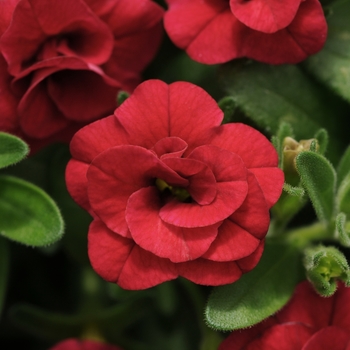 Calibrachoa 'Uno Double Red' 