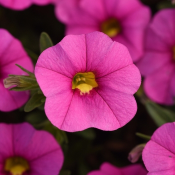 Calibrachoa 'Uno Pink' 