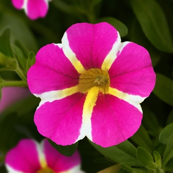 Calibrachoa 'Uno Pink Star' 