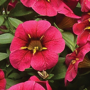 Calibrachoa MiniFamous® 'Uno Raspberry Star'