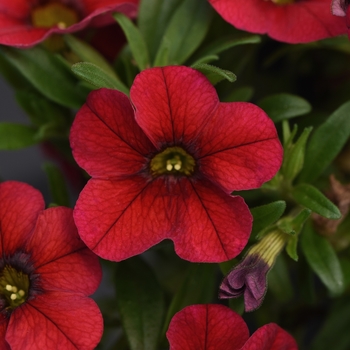 Calibrachoa MiniFamous® 'Uno Red'