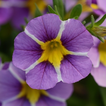 Calibrachoa 'Uno Violet Star' 