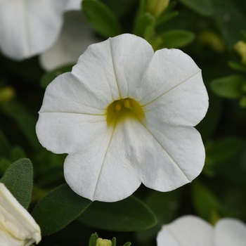 Calibrachoa MiniFamous® 'Uno White'