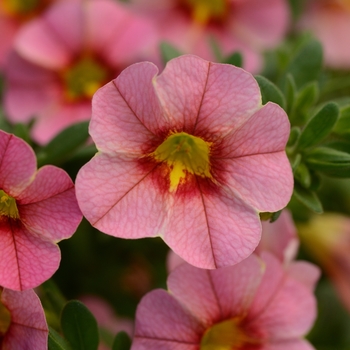 Calibrachoa StarShine™ 'Apricot'