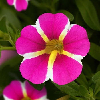 Calibrachoa StarShine™ 'Pink'