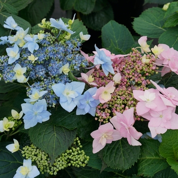 Hydrangea serrata 'Tuff Stuff Ah-Ha®'