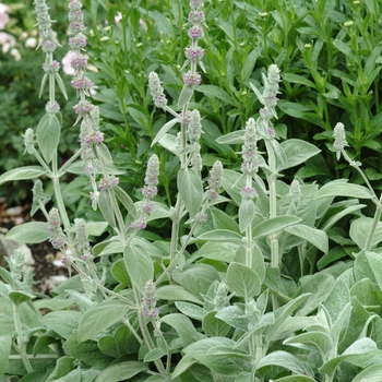 Stachys byzantina 'Silver Carpet' 