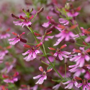 Cuphea ramosissima 'Cuphoric™ Pink' 