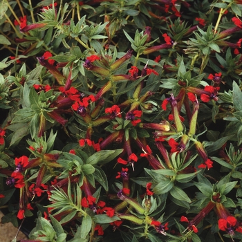 Cuphea purpurea 'Firecracker'