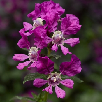 Cuphea llavea 'Violet' 