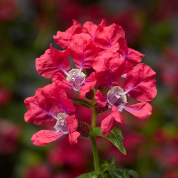 Cuphea llavea 'Rose' 