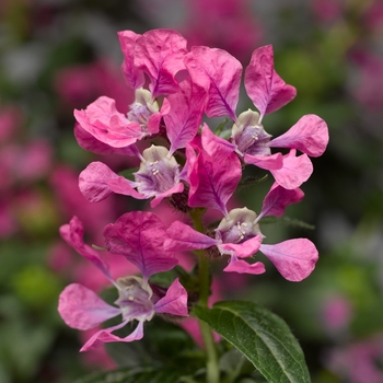 Cuphea llavea 'Pink' 