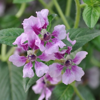 Cuphea hyssopifolia Lavender