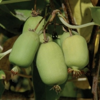 Actinidia arguta 'Michigan State' 