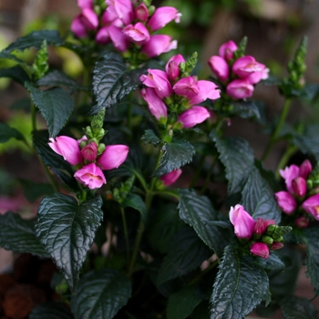 Chelone obliqua 'Tiny Tortuga'