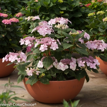 Hydrangea macrophylla Let's Dance Diva!®