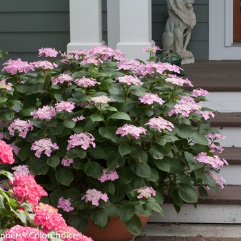 Hydrangea macrophylla 'Lynn' PP 20019 Can. 4069