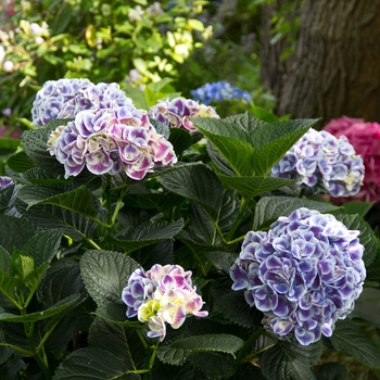 Hydrangea macrophylla Cityline® 'Mars'