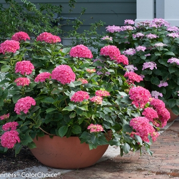 Hydrangea macrophylla 'Paris Rapa' PP 10,906