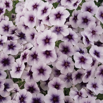 Phlox drummondii 'Blue Star' 